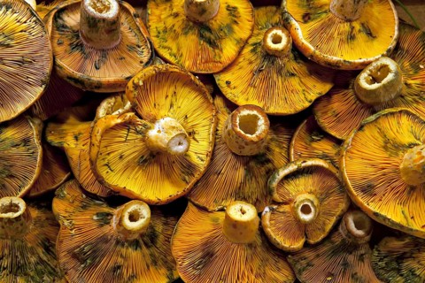A close-up of a group of mushrooms