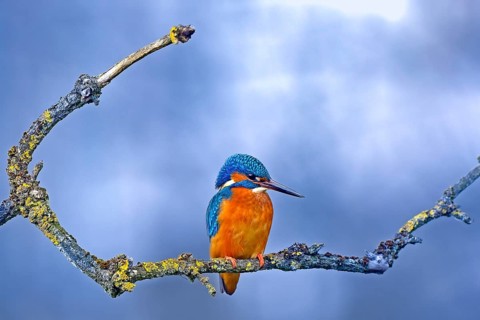 Common kingfisher (Alcedo atthis) sitting on a lichen-covered branch waiting for prey, Hesse,