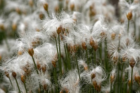 Alpine rush