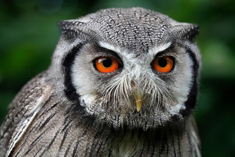 Northern white-faced owl (otus leucotis), portrait of an Adult