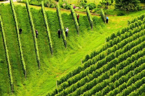 Gamlitz, Sulztal Austria, 13 06 2018: View on Beautiful rows of grapes before harvesting.People in