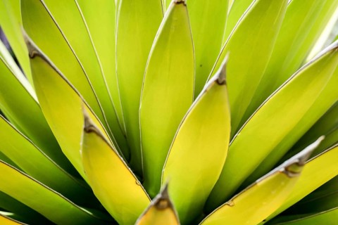 close up view of a green Agave cactus