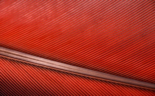 Colourfull feather of parrot