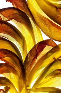 Withered petals of a tulip on a white background