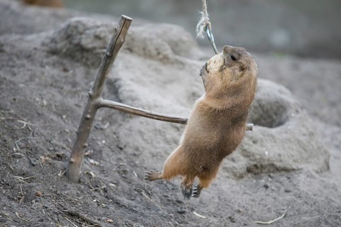 Prairie dog clinging to its food in the air with full determination