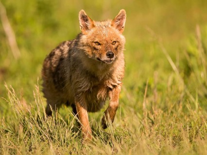Golden jackal runs head-on towards the camera