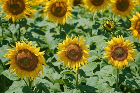 Yellow Sunflowers Field in Bulgaria Balchik, Bulgaria, Europe