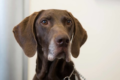Brown dog indoor with chain
