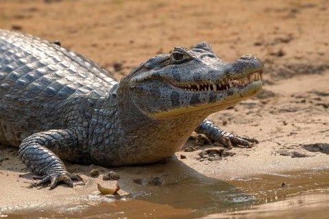 Caiman (Caimaninae), Crocodile (Alligatoridae), crocodile (Crocodylia), animal portrait, Pantanal,