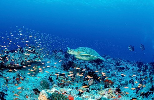 Green turtle, green turtle, Chelonia mydas, Maldives, Indian Ocean, Ari Atoll, Asia