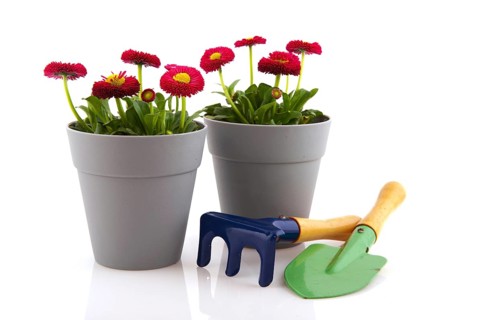 Bellis flowers in pink color and gray modern flower pot