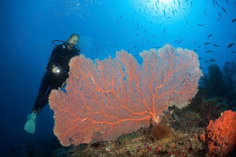 Scuba Diver over Coral Reef, New Ireland, Papua New Guinea | Scuba Diver over Coral Reef, New