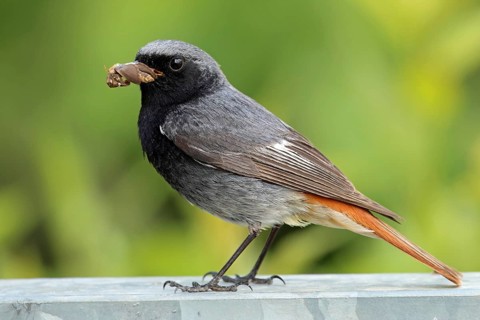 Black Redstart, Phoenicurus ochruros