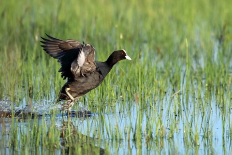 Coot, Fulica atra, starts