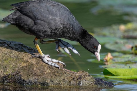 Coot (Fulica atra) walking on a tree trunk with its feet semi-webbed. Bas Rhin, Alsace, France,