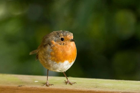 European Robin on fence