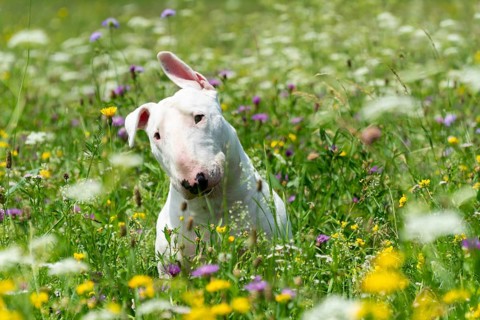 Portrait photo of white bull terrier outdoors on a sunny day, young purebreed bull terrier