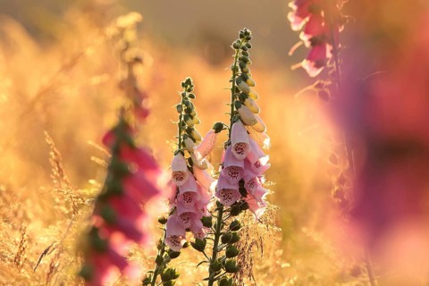 Purple foxglove, Digitalis purpurea during sunrise
