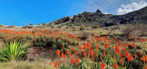 Ponta de Sao Lourenco, Aloen, east coast, Madeira Island