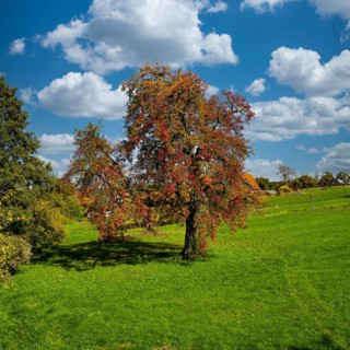 An old pear in an autumn coat