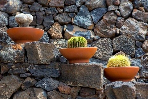 Lanzarote Guatiza cactus garden pots in a row at Canary Islands