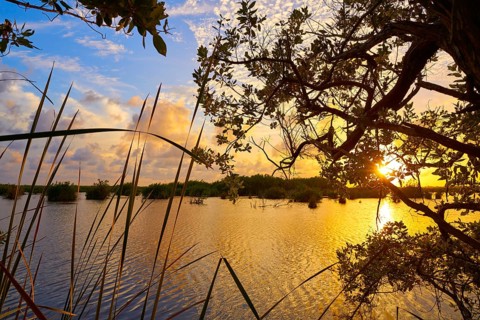 Mangroove sunset in Riviera Maya lagoon of Mexico