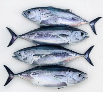 Bluefin four tuna fish Thunnus thynnus catch in a row