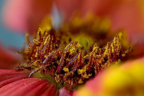 Gaillardia aristata is a North American wildflower in the sunflower family commonly known as