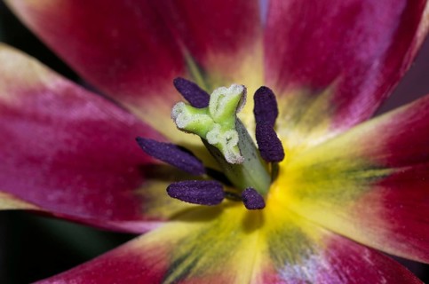 Tulip open