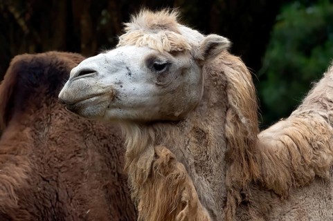 Close up photos of camel heads