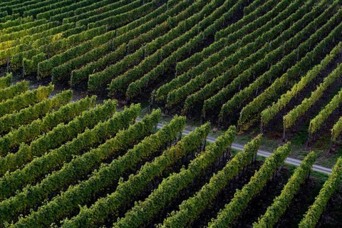 Vines in the Ahr valley, red wine hiking trail