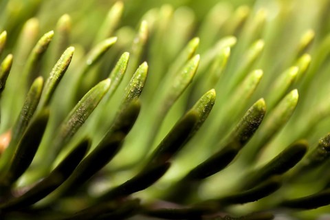Detail of a Nordmann fir, Abies nordmanniana