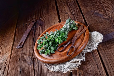 Aromatic oregano (Origanum vulgare)