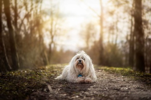 A small white Havanese lies on the flood embankment and is illuminated by the sun from behind