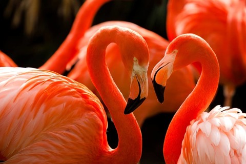 Cuban flamingo or also called pink flamingo