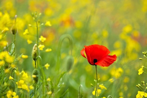 Poppy flower (Papaver rhoeas)