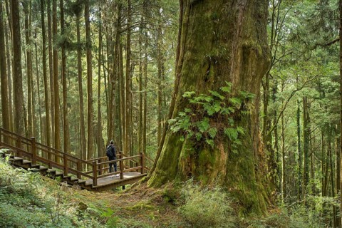 Tree No. 28, Taiwan red cypress, Alishan National Forest Recreation Area, Alishan Township, Chiayi
