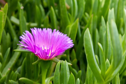 Pink Flowers, Carpobrotus edulis, flowering in Polzeath Cornwall