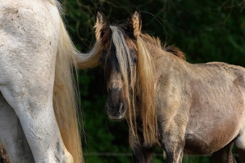 Draft Horse portrait in a pasture in the french country