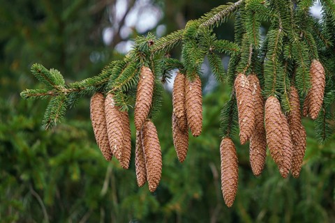 Green spruce branches with needles and many cones. Many cones on spruce