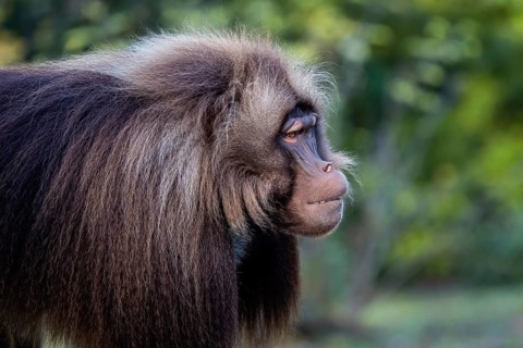 Alpha male of Gelada Baboon, Theropithecus gelada, beautiful ground primate. Monkey shows big teeth