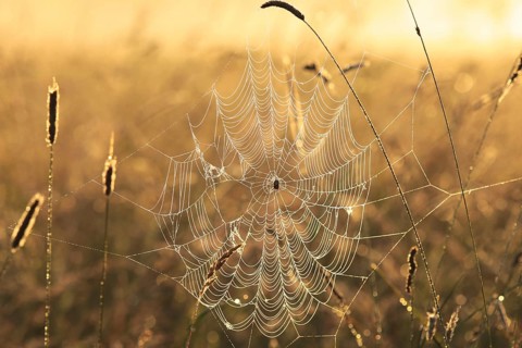 Spider web on a meadow during sunrise
