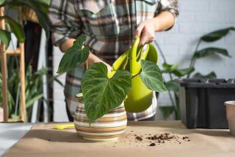 Transplanting a home plant Philodendron verrucosum into a new bigger pot in home interior. Caring