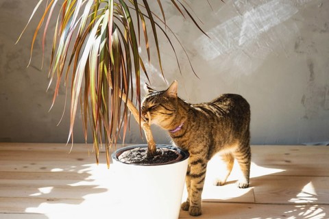 The cat sniffs and nibbles the house plant dracaena in the interior. Damage to a potted plant by a