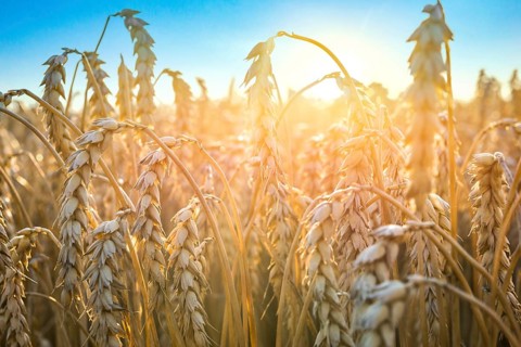 Ripe golden wheat close up under blue sky at sunset