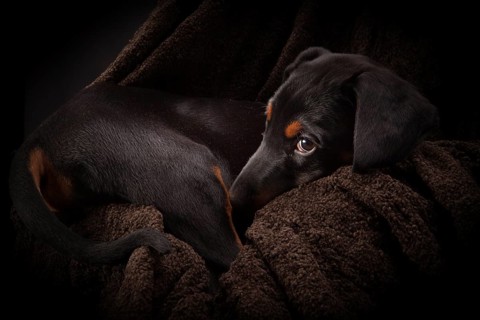 Doberman pinscher (Dobie) puppy in a studio setting
