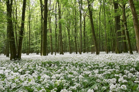 Wild garlic flower (Allium ursinum), spring, Germany, Bavaria, Lower Franconia, Europe