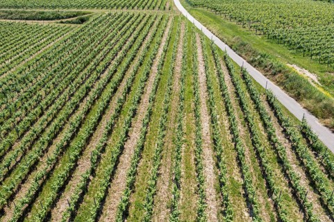 An image of a vineyard in Breisgau Germany region, fly over