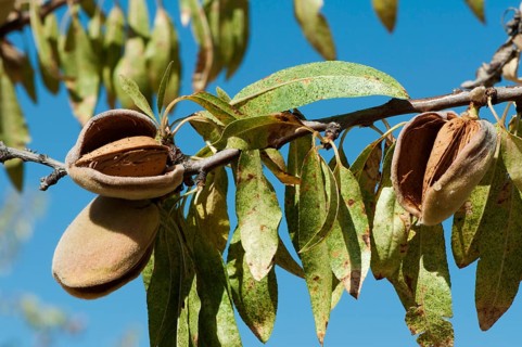 Nearly ripe almonds on branch