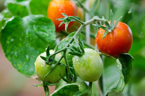 Red and green tomatoes grow on twigs